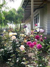 Take some time to smell the roses in our cottage gardens at the Olde Mill House