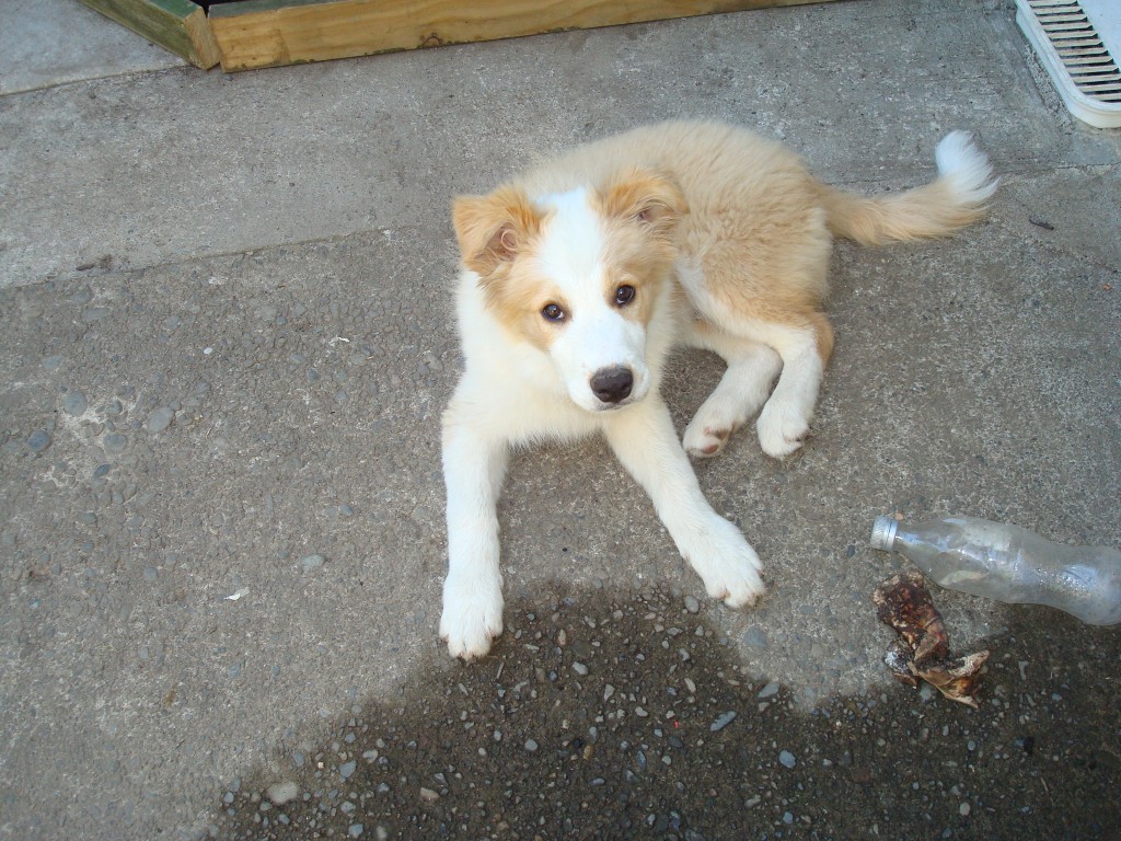 Jasper 003