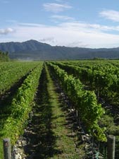 View the vineyards of the Marlborough region